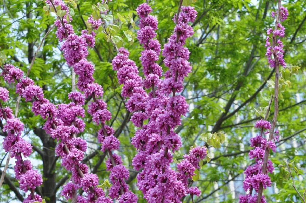 穗花牡荆雪梨饮：香气不苦的做法